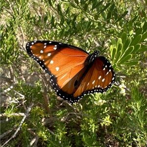 Meet your Posher, Barbara